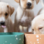 feed-dog