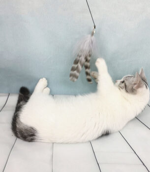 Cat Toy Wooden Handle Supplies