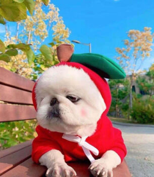 Cute Fruit Dog Clothes For Small Dogs Hoodies Winter Warm Fleece Pet Clothing Puppy Cat Costume Coat For French Chihuahua Outfit