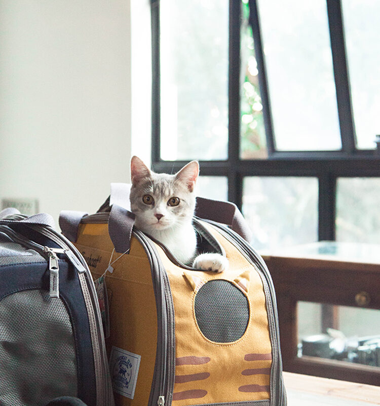 Fashion Personality Cat Supplies Tote Bag - Image 4